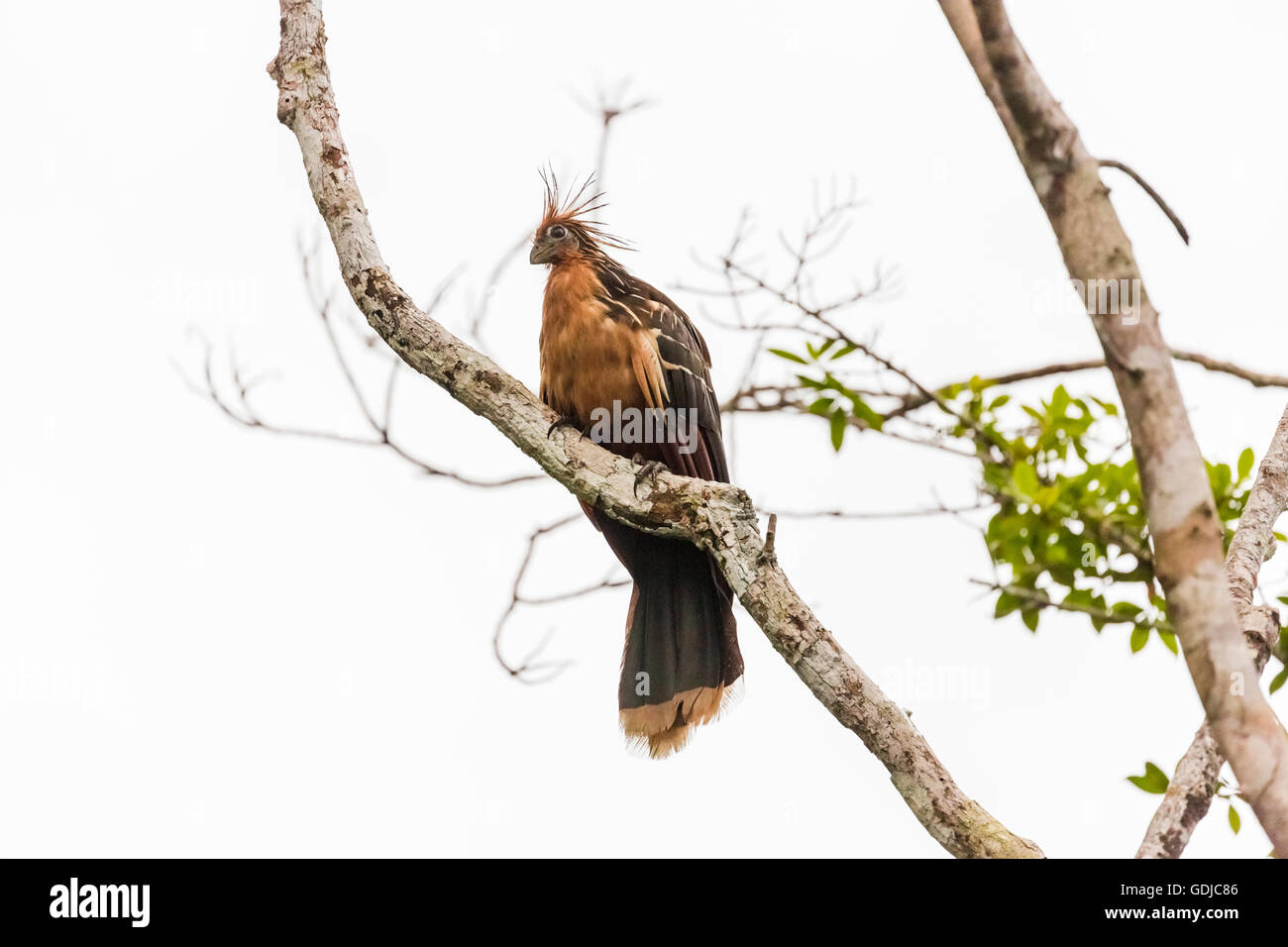 Hoatzin (Opisthocomus hoazin), Amazzonia Foresta pluviale tropicale presso la Selva Lodge sul fiume Napo, Ecuador, Sud America Foto Stock