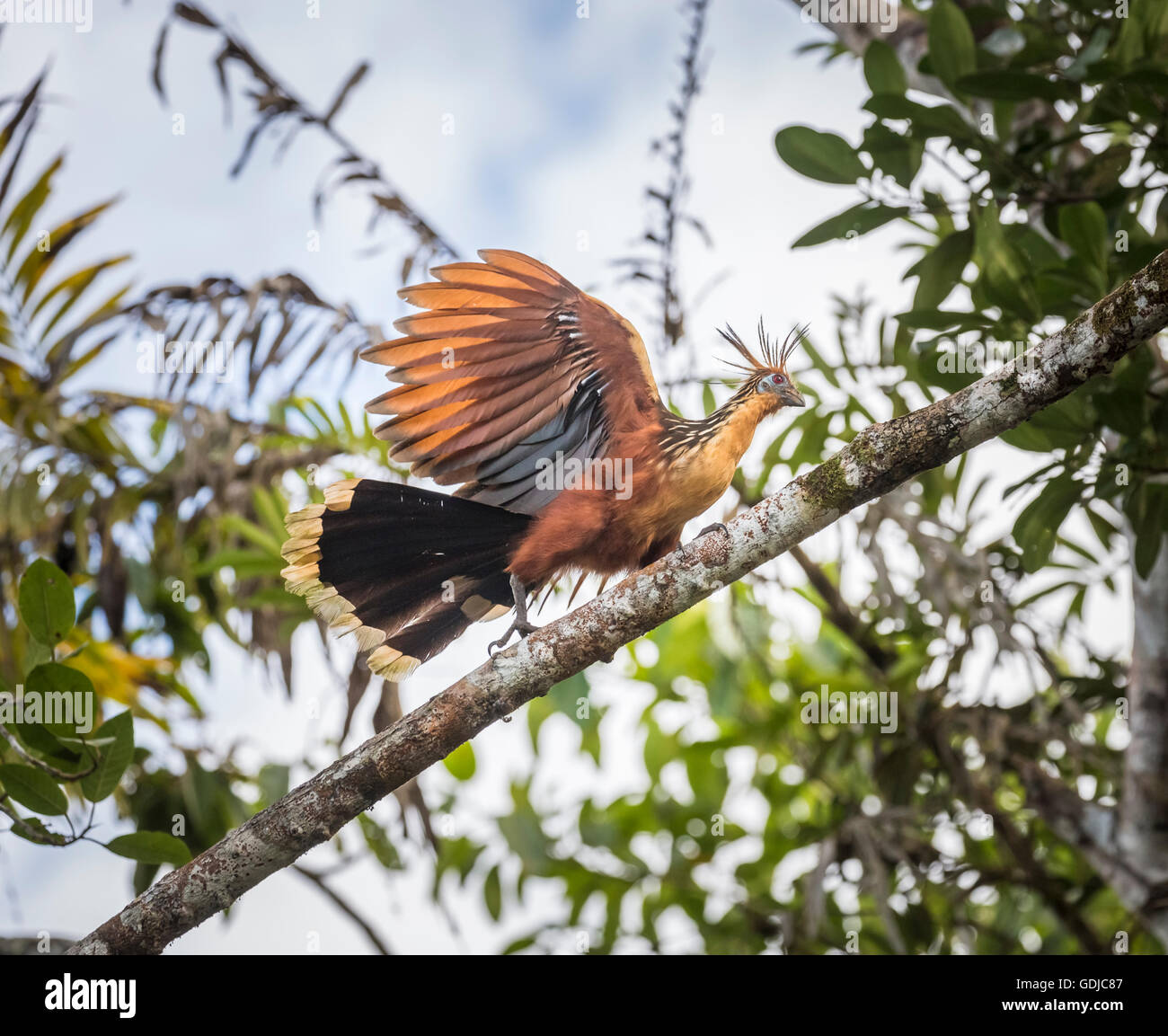 Hoatzin (Opisthocomus hoazin) in Amazzonia Foresta pluviale tropicale presso la Selva Lodge, fiume Napo, Ecuador, Sud America Foto Stock