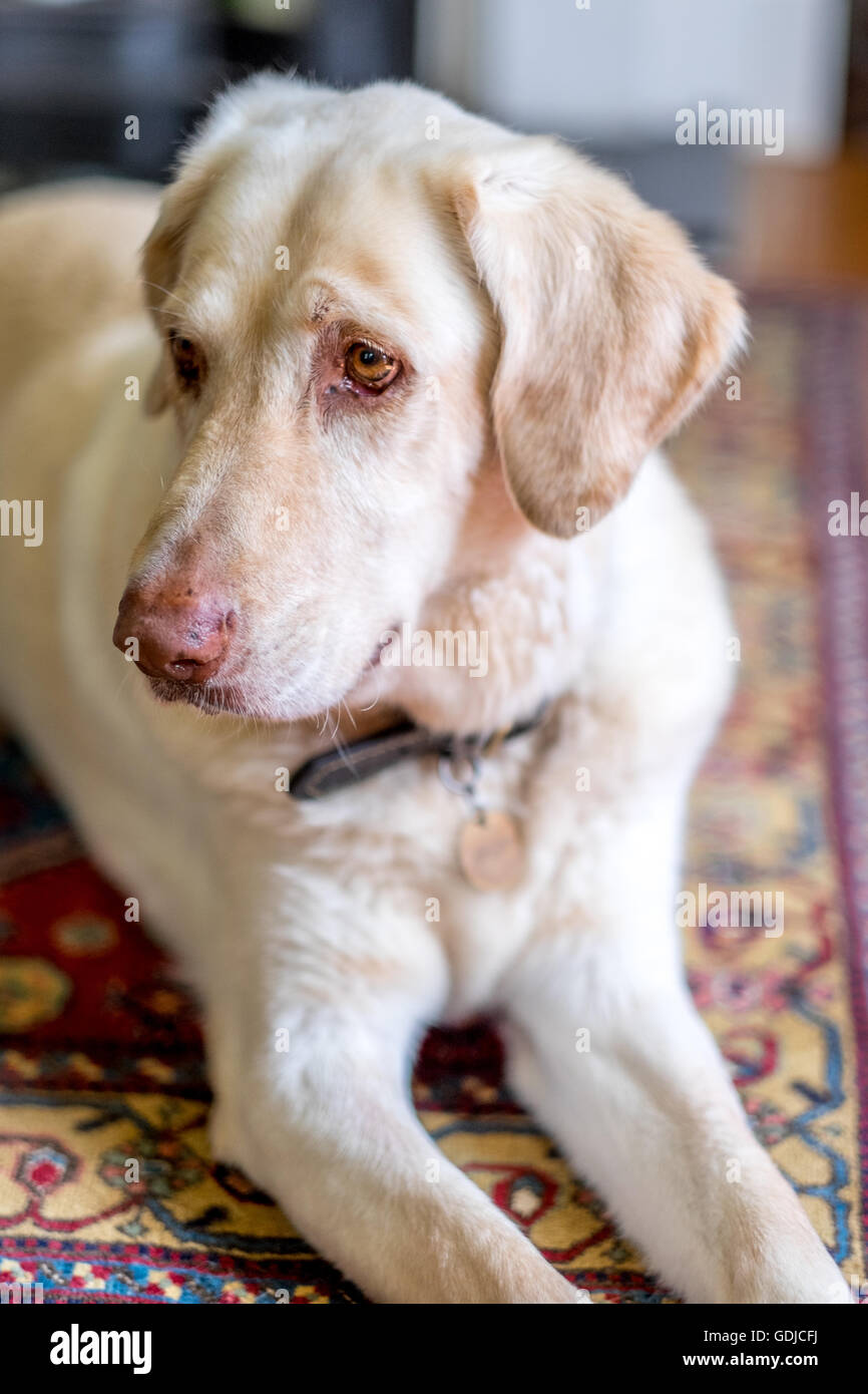 Un giallo Labrador pone sul tappeto. Foto Stock