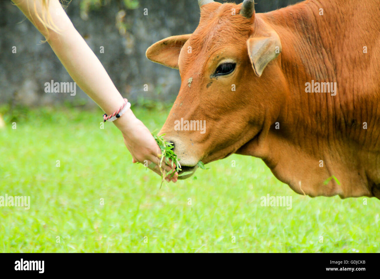In prossimità di una mucca essendo alimentato a mano l'erba. Foto Stock