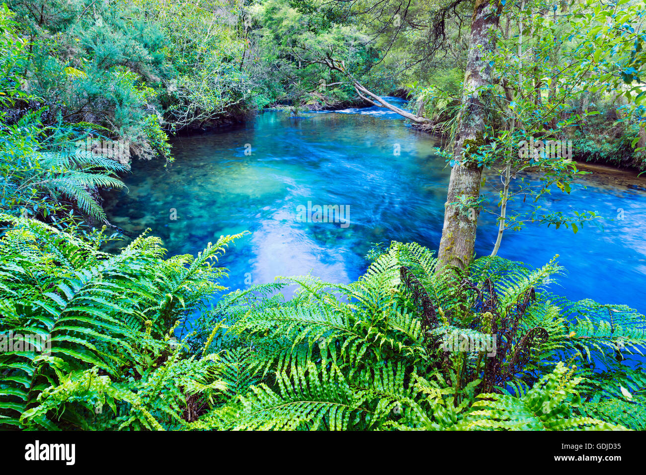 Te molle Waikoropupu, Pupu molle nel Golden Bay regione sull'Isola del Sud della Nuova Zelanda Foto Stock