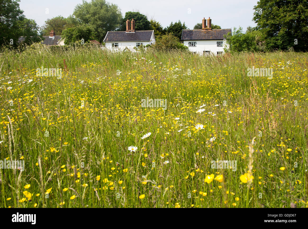 Fiori di campo su Mellis comune la più grande area di unfenced medievale terra comune in Inghilterra, Mellis, Suffolk, Inghilterra, Regno Unito Foto Stock