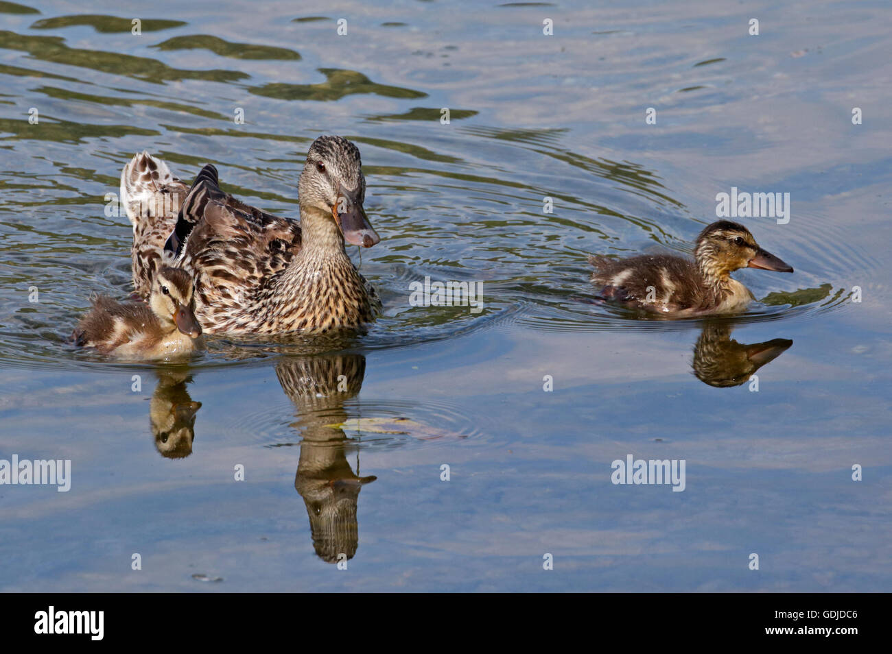 Mallard Duck e papere (Anas platyrhynchos), il lago di Idro, Italia Foto Stock