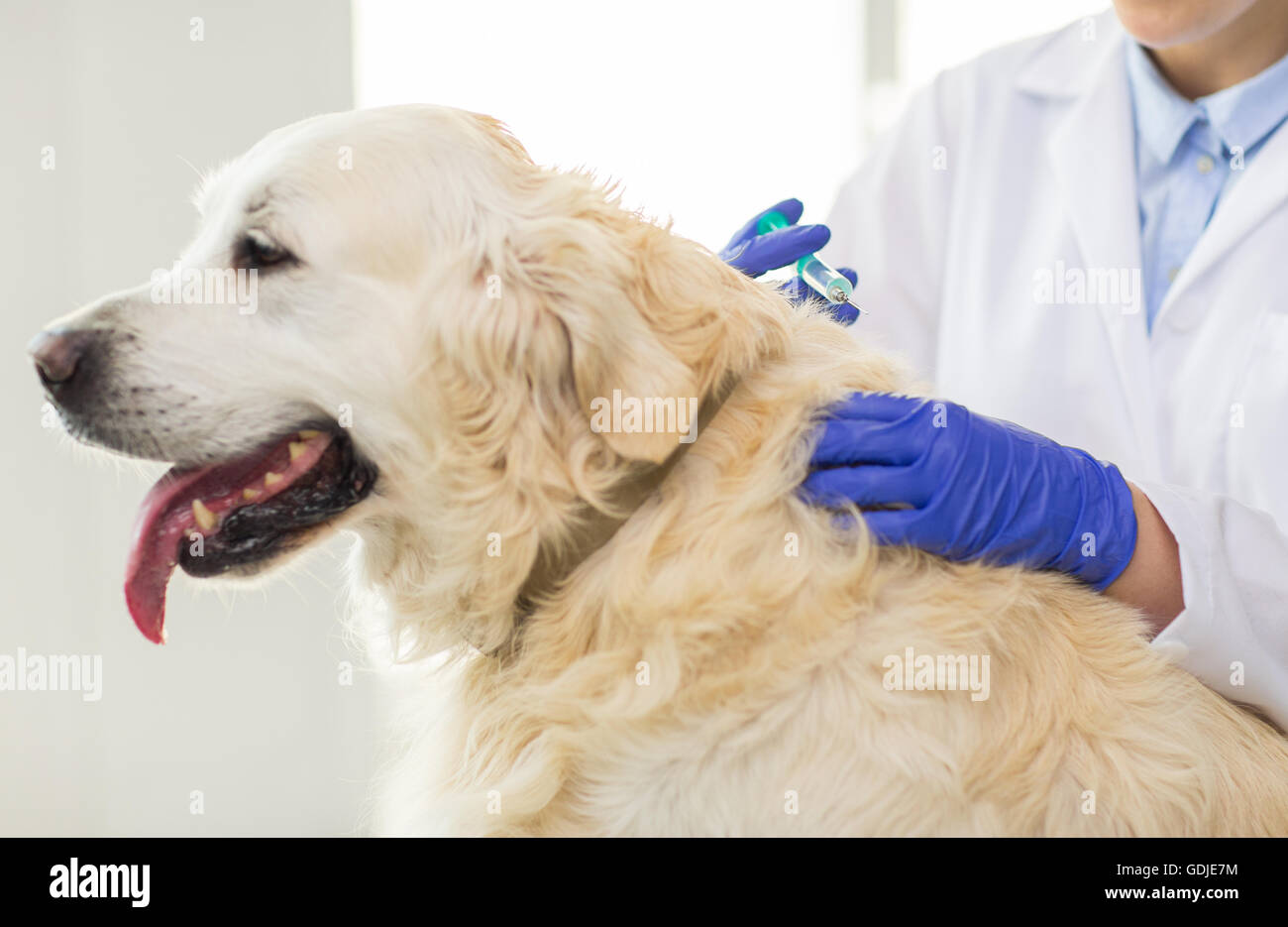Close up vet rendendo al vaccino di cane in clinica Foto Stock