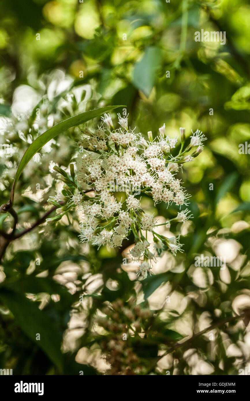 Ageratina ligustrina Foto Stock