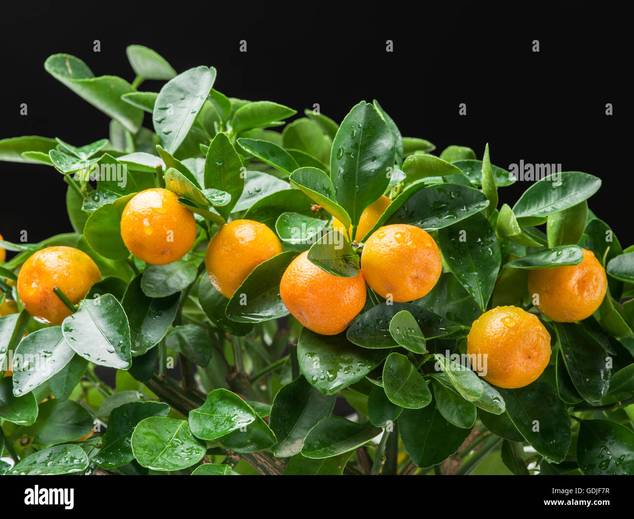 Maturi frutti mandarino sull'albero. Foto Stock