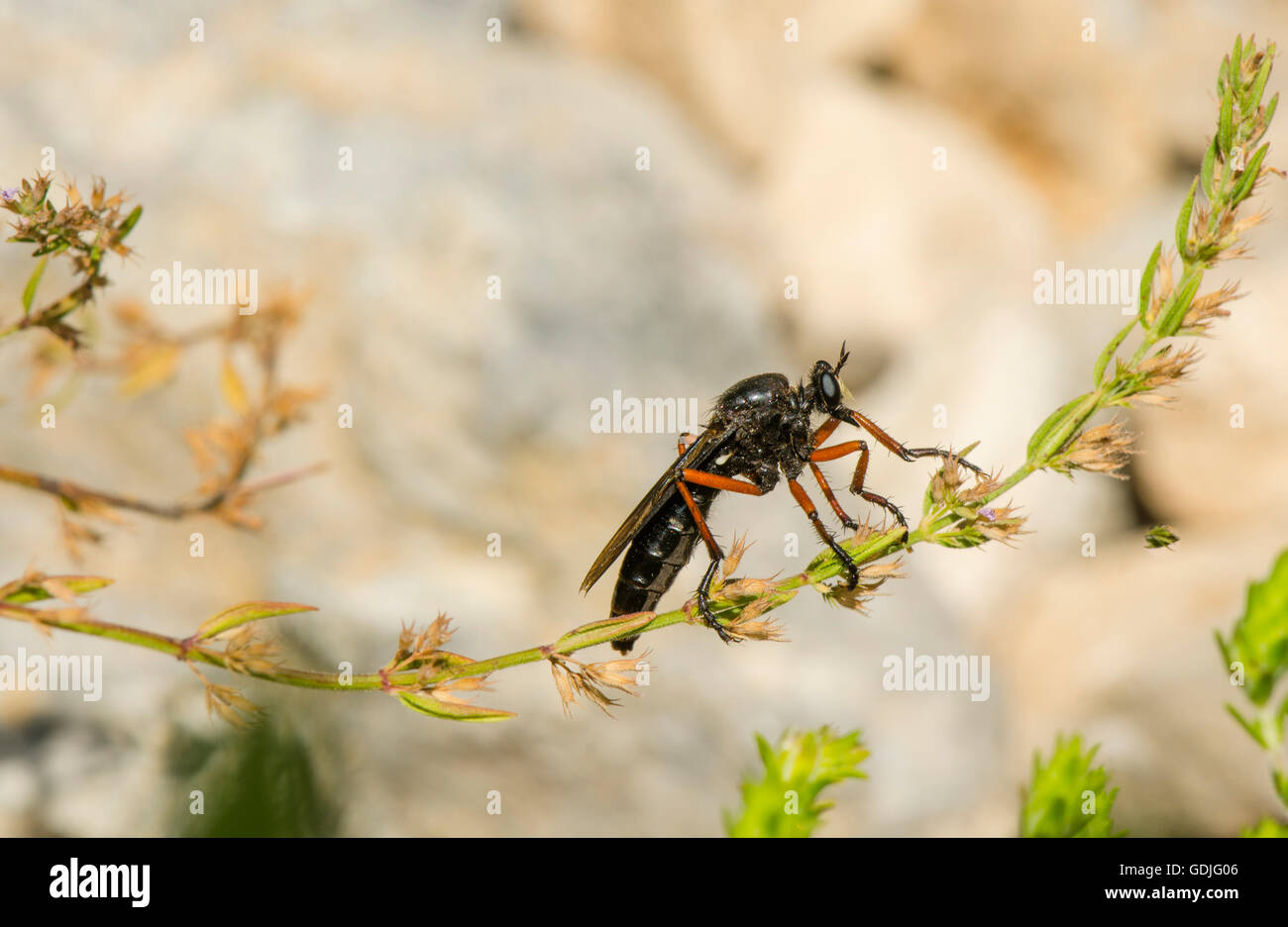 Robber fly, Asilus barbarus, Spagna meridionale. Foto Stock