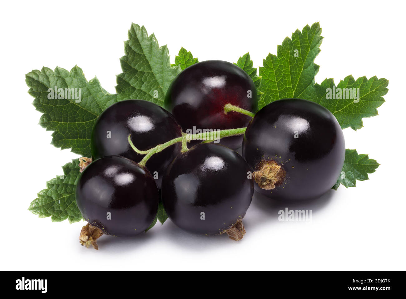 Grappolo di ribes nero (Ribes Nigrum) con foglie. Percorso di clipping, shadow separati, infinita profondità di archiviato Foto Stock