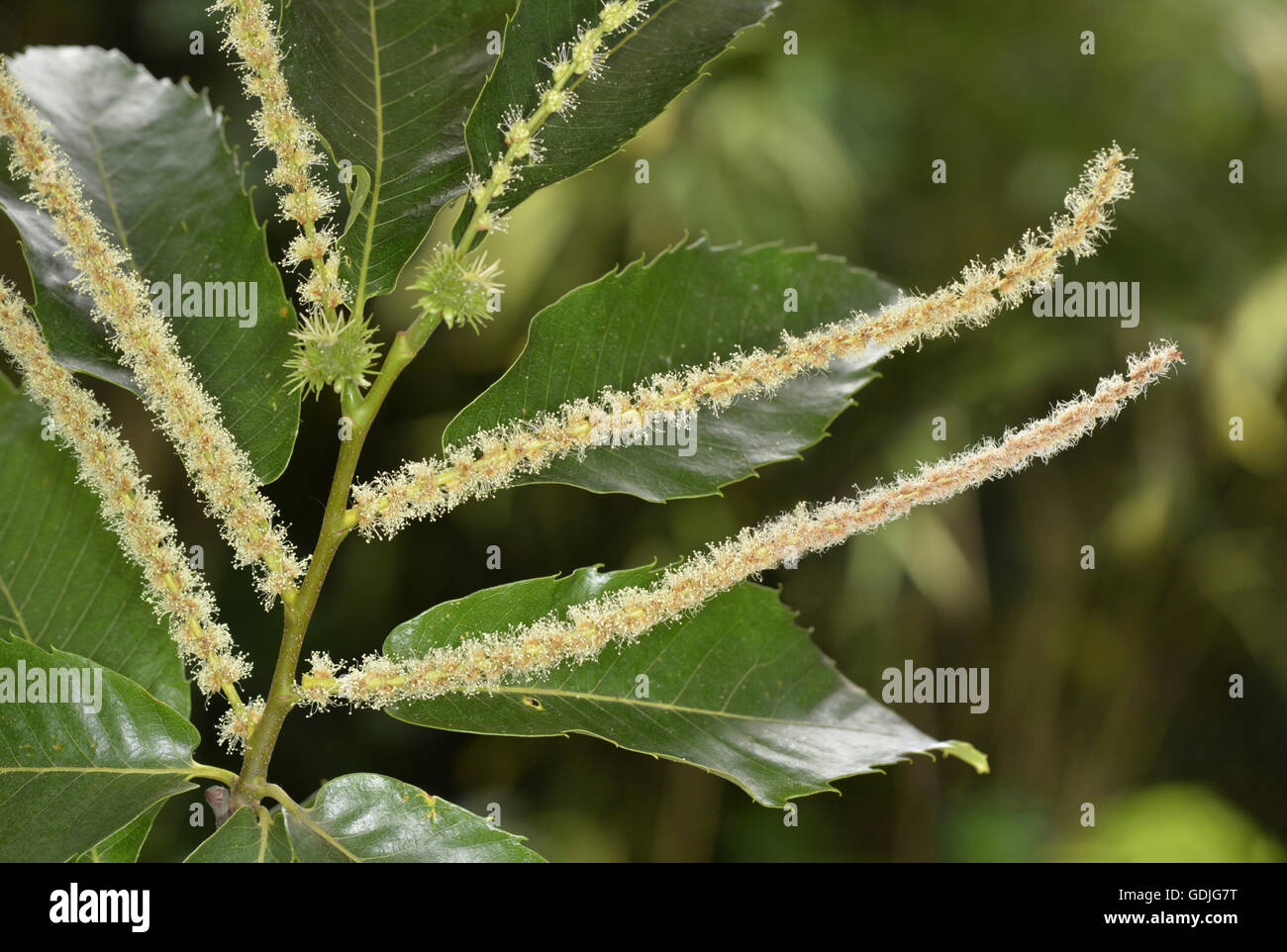 Sweet Chestnut - Castanea sativa Fagaceae - in fiore Foto Stock