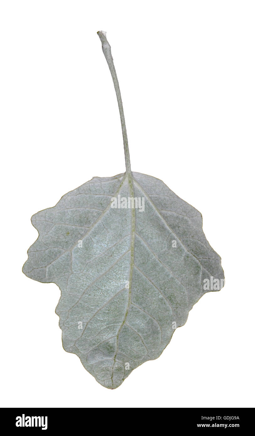 White poplar populus alba salicaceae immagini e fotografie stock ad alta risoluzione - Alamy