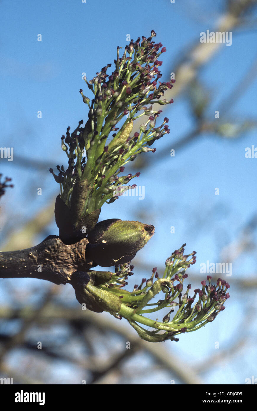 Ceneri - Fraxinus excelsior Oleaceae | Piante ornamentali - Fiori. Foto Stock