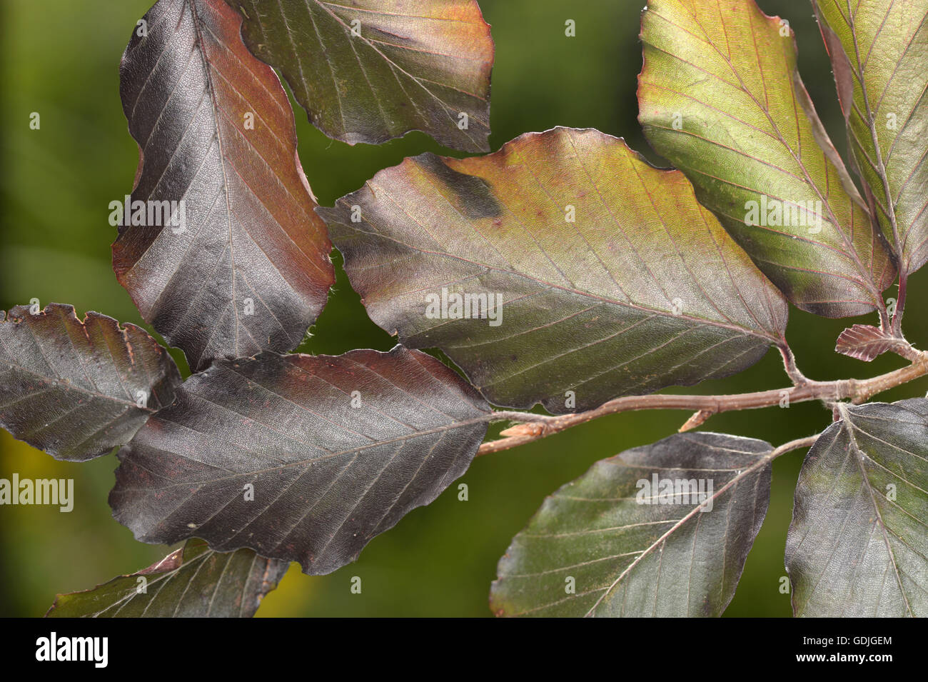 Rame - Faggio Fagus sylvatica 'Atropunicea' (Purpurea) Foto Stock