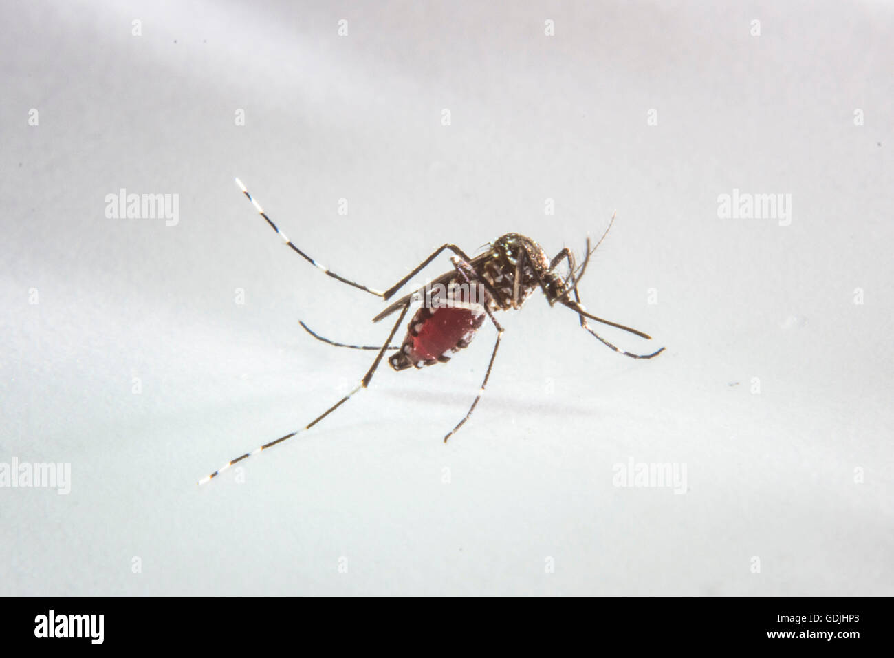Zanzara di den. Foto Stock