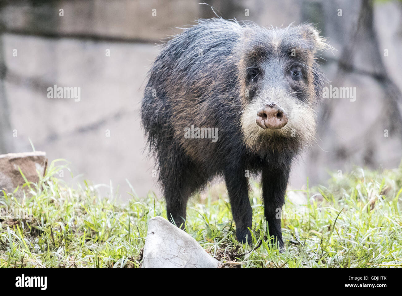 I Pecari a collare Foto Stock