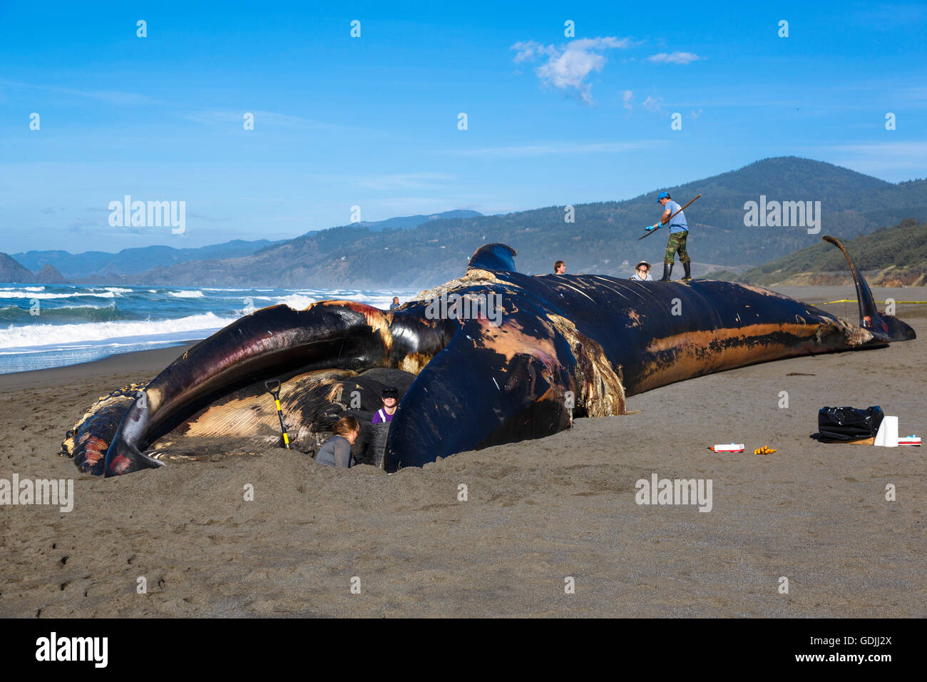 I ricercatori dell'Oregon state University prendono campioni da una balena blu morta lavata su Nesika Beach USA Foto Stock
