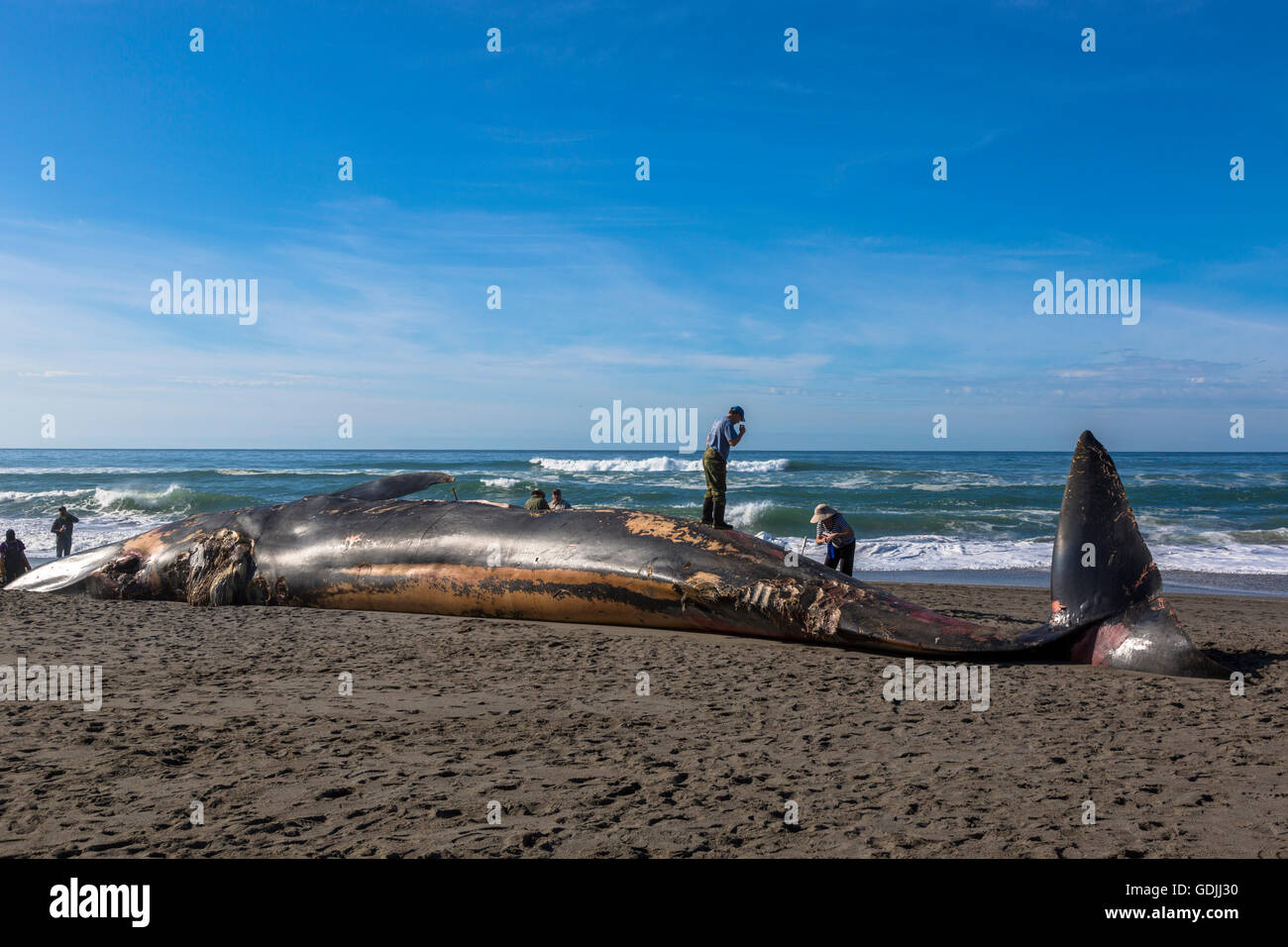 I ricercatori dell'Oregon state University prendono campioni da una balena blu morta lavata su Nesika Beach USA Foto Stock