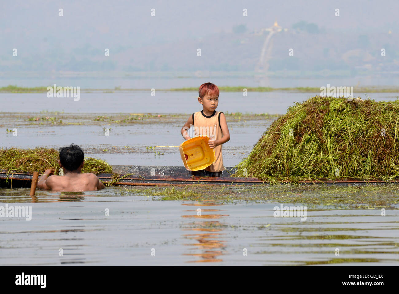 Gli agricoltori guadagnano seawead dal Lago Inle vicino alla cittadina di Nyaungshwe al Lago Inle in stato Shan nella parte orientale del Myanmar in Foto Stock