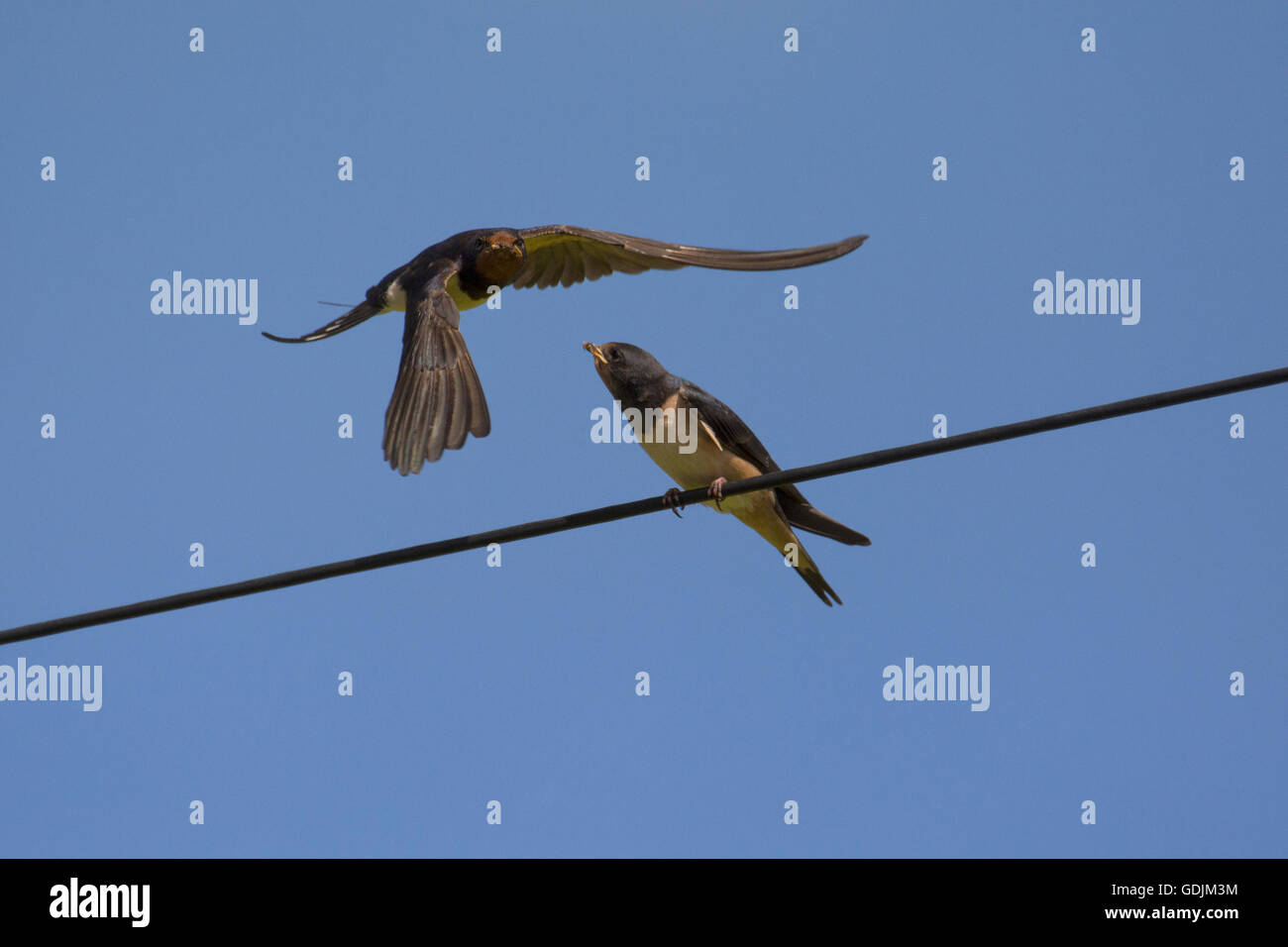 Swallows di granaio Foto Stock