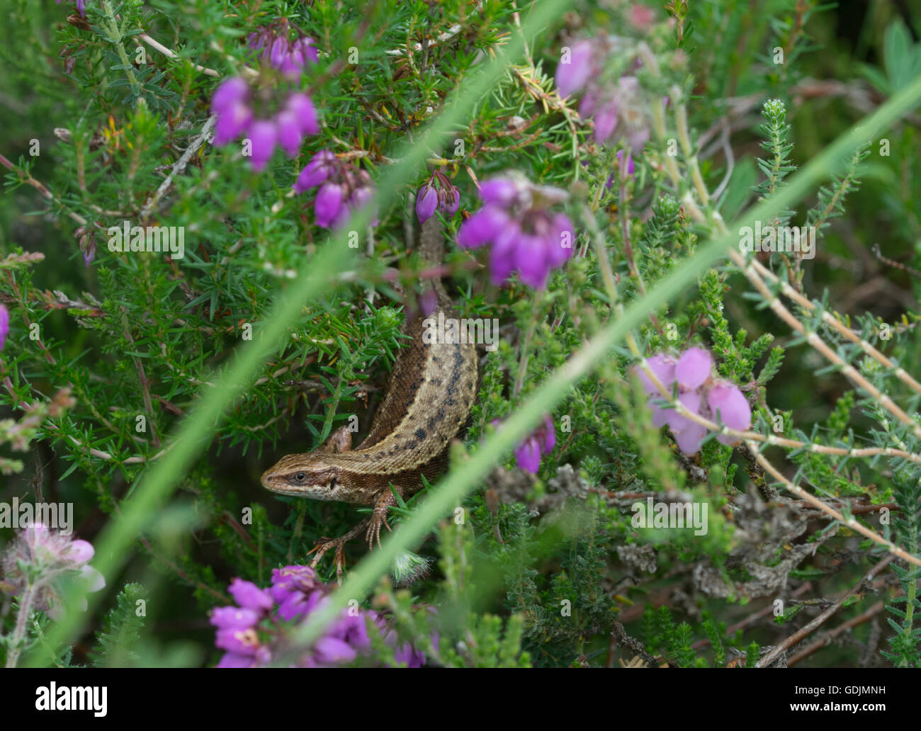 Comune o la lucertola vivipara (Zootoca vivipara) crogiolarsi sulla campana heather in Berkshire, Inghilterra Foto Stock