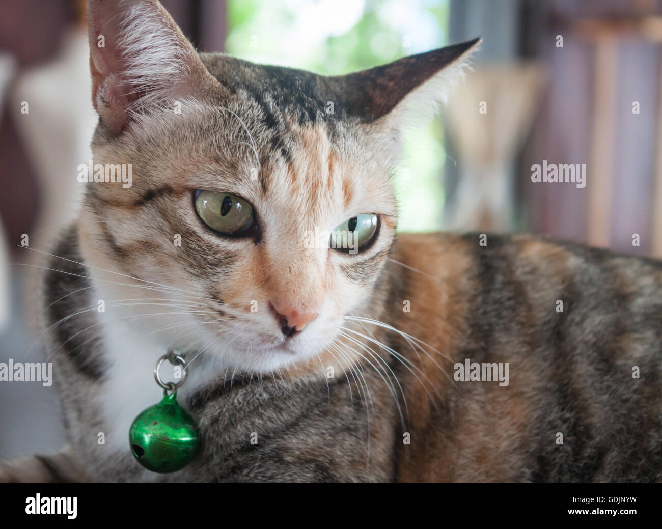 Close up ritratto di siamease cat, stock photo Foto Stock