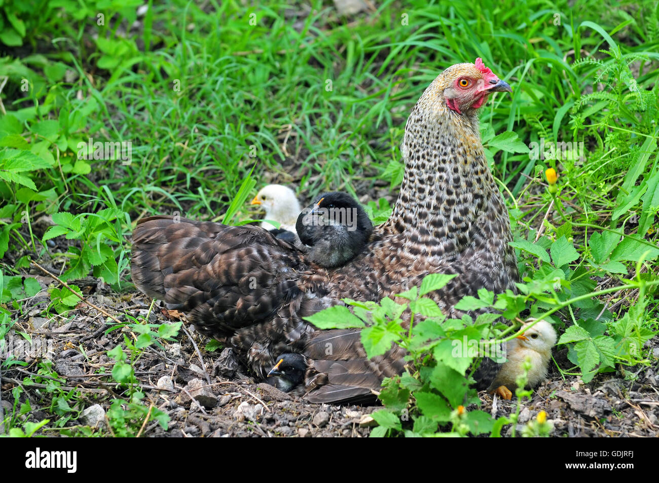 Pollo di giovani in appoggio su una gallina indietro Foto Stock