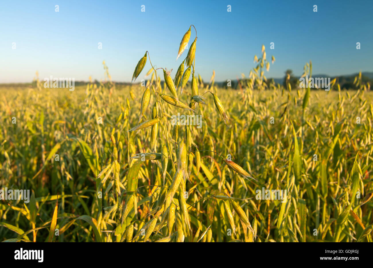 Campo di oat su un luminoso giorno di sole Foto Stock