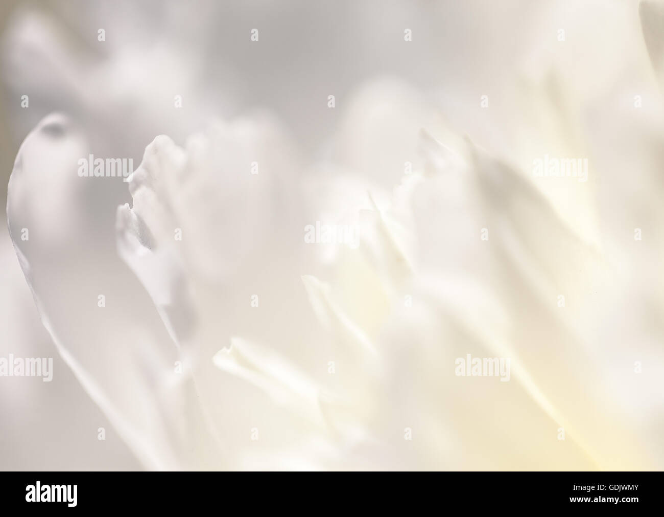 Close up fiore bianco petalo, teal, soft immagine da sogno Foto Stock