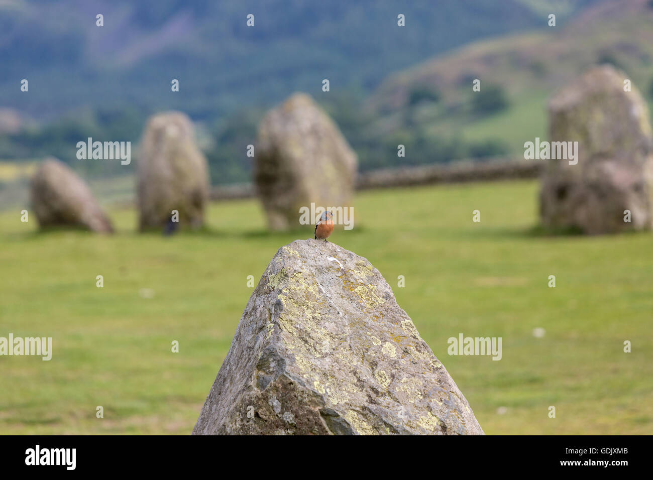 Comune, fringuello Fringilla coelebs, sulla parte superiore su una pietra in Castlerigg Stone Circle, Keswick, Cumbria, North West England, Regno Unito Foto Stock