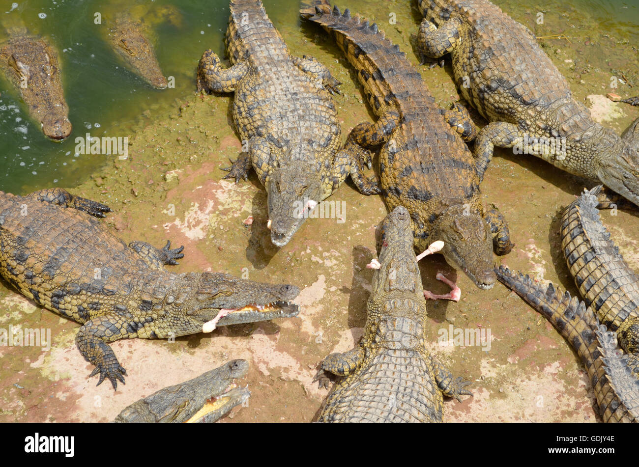 Crocopark in Marocco. Un albergo di nuova apertura a casa per i coccodrilli nella città di Agadir. Un'attrazione turistica in Marocco, il primo in Marocco e uno dei più belli dell'africano continente del contenuto. Foto Stock