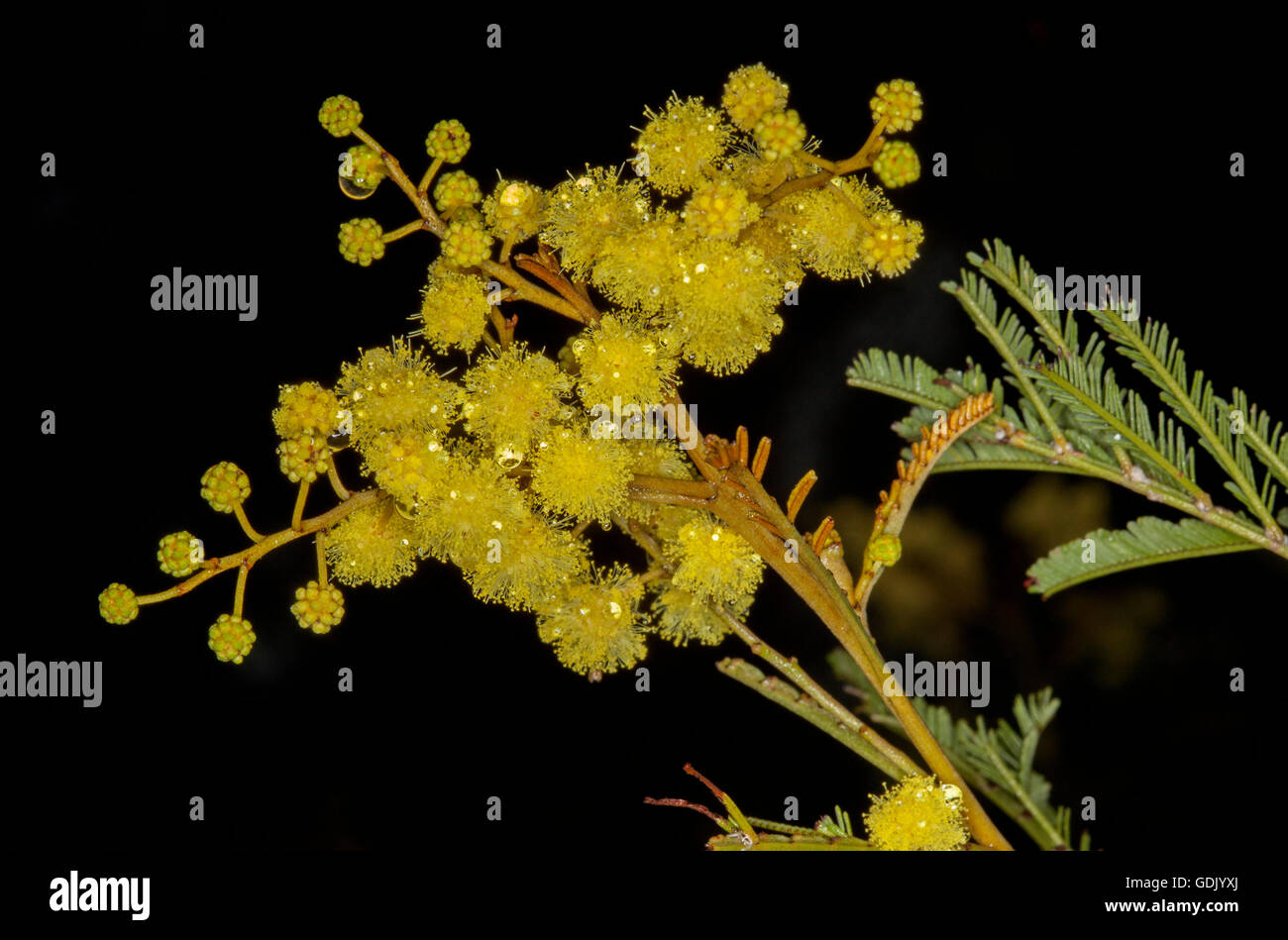 Cluster di vivida giallo / acacia fiori di bargiglio & bright foglie verdi di australiano arbusto nativo su sfondo nero in NSW Foto Stock