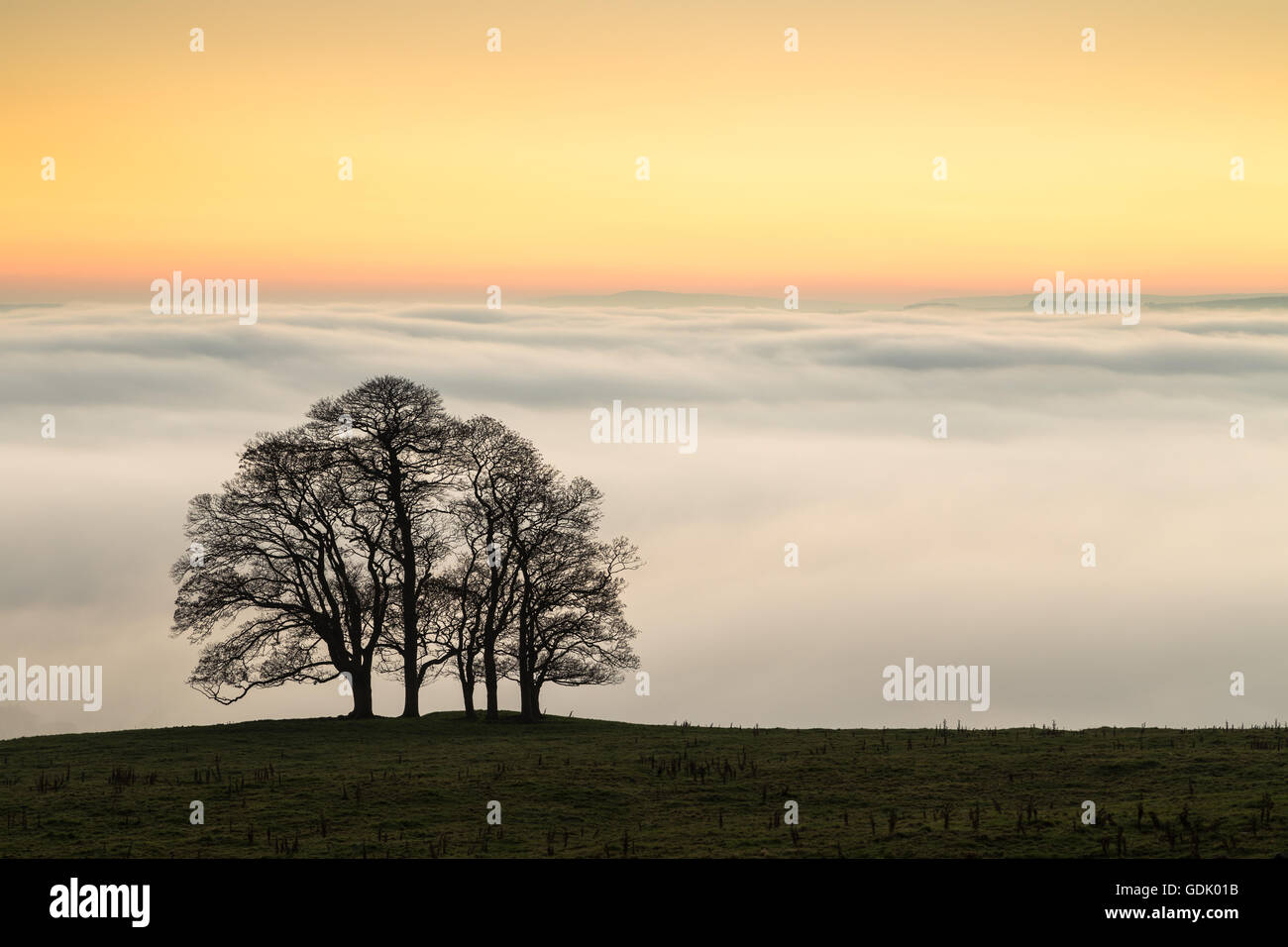 Un gruppo di alberi che si stagliano contro il sole di setting e una inversione di cloud computing oltre la Ribble Valley, North Yorkshire Foto Stock