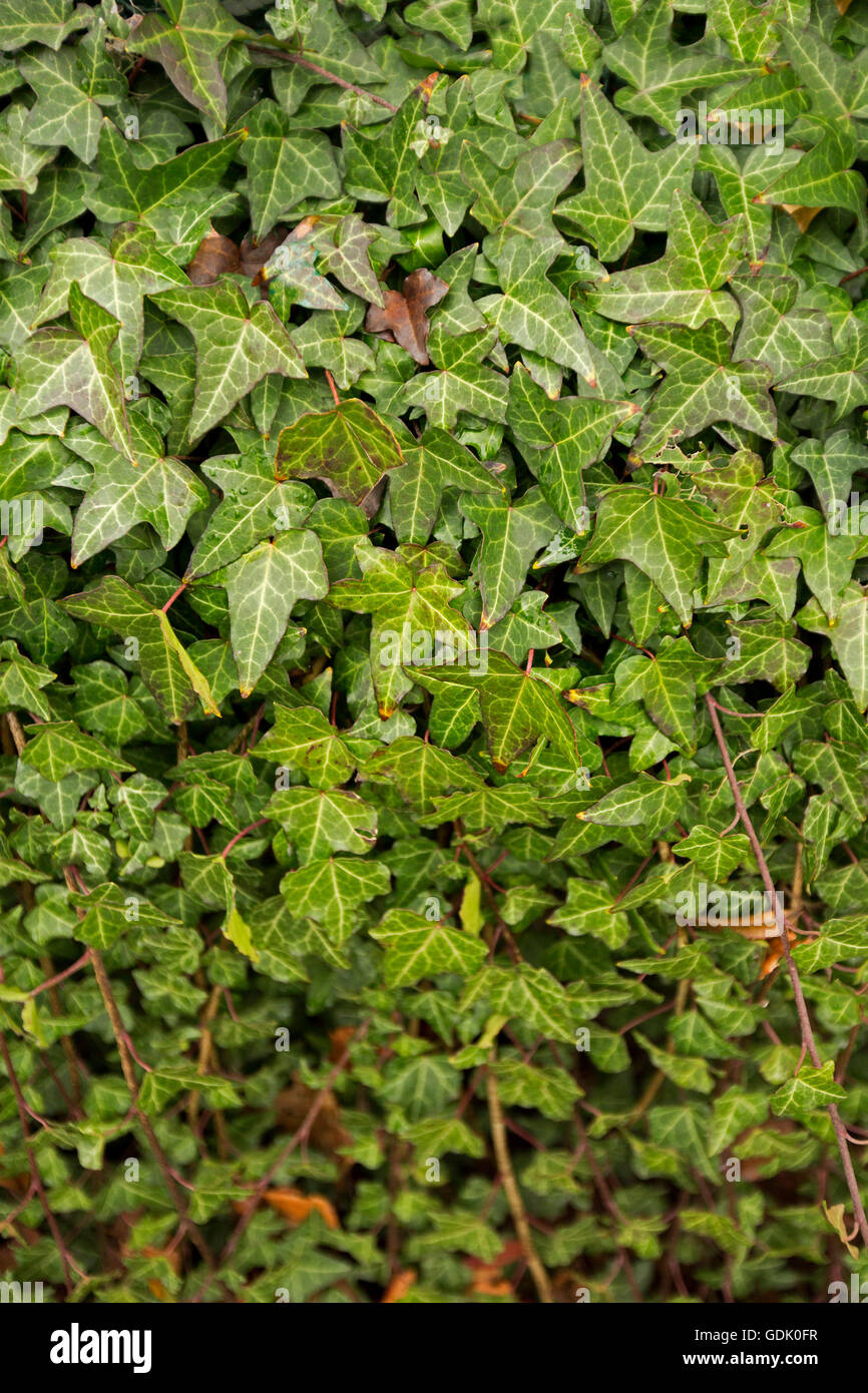 Erbaccia rampicante immagini e fotografie stock ad alta risoluzione - Alamy
