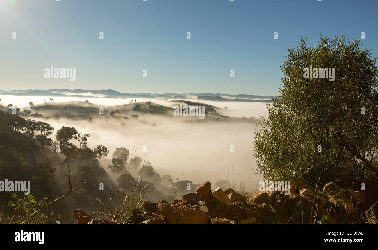 Fitta coltre di nebbia di mattina valli di copertura con picchi di colline e gli alberi infilzare attraverso l'oceano di bianco sotto il cielo blu vicino colle fine NSW Australia Foto Stock