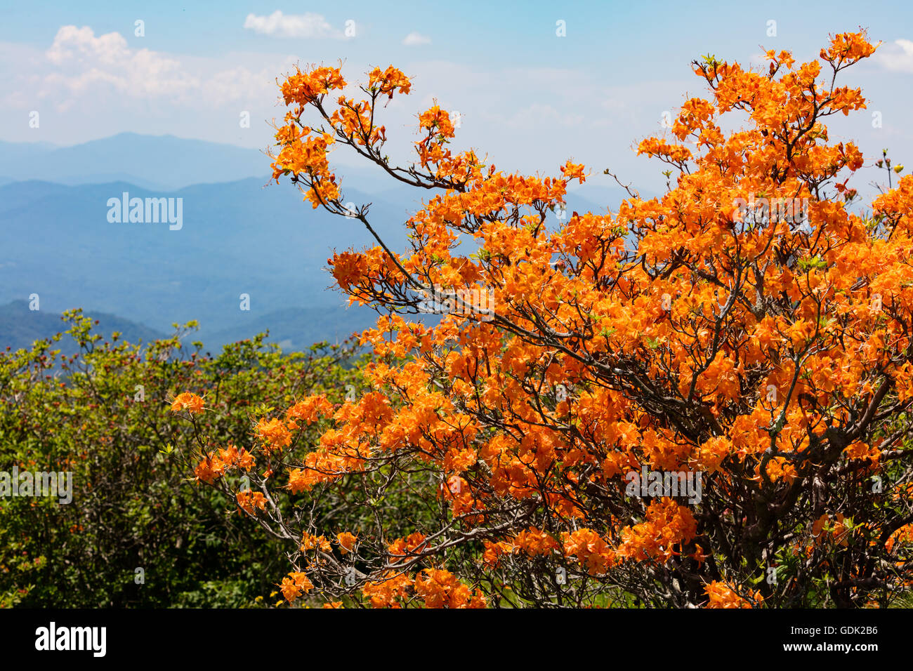 Fiamma azalee a Tondo Bald vicino a Stefano Mountain Foto Stock