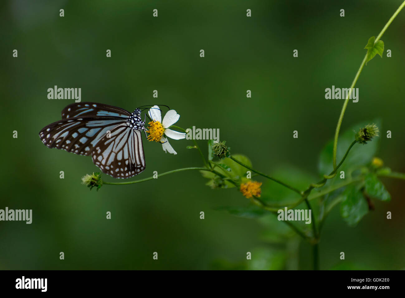 Farfalla sul fiore bianco Foto Stock