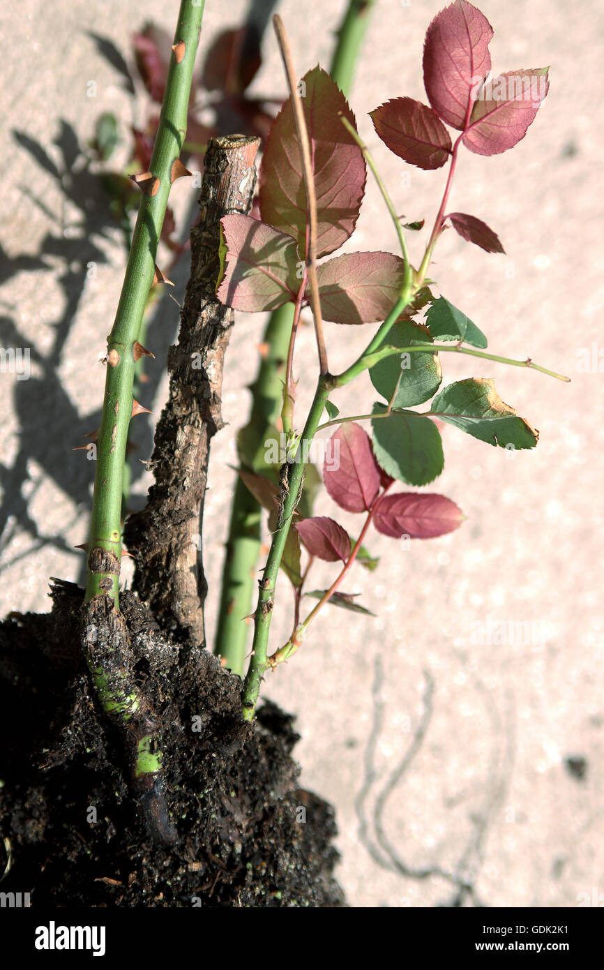 Close up di rosa di impianto prima di essere trasferito nel terreno Foto Stock