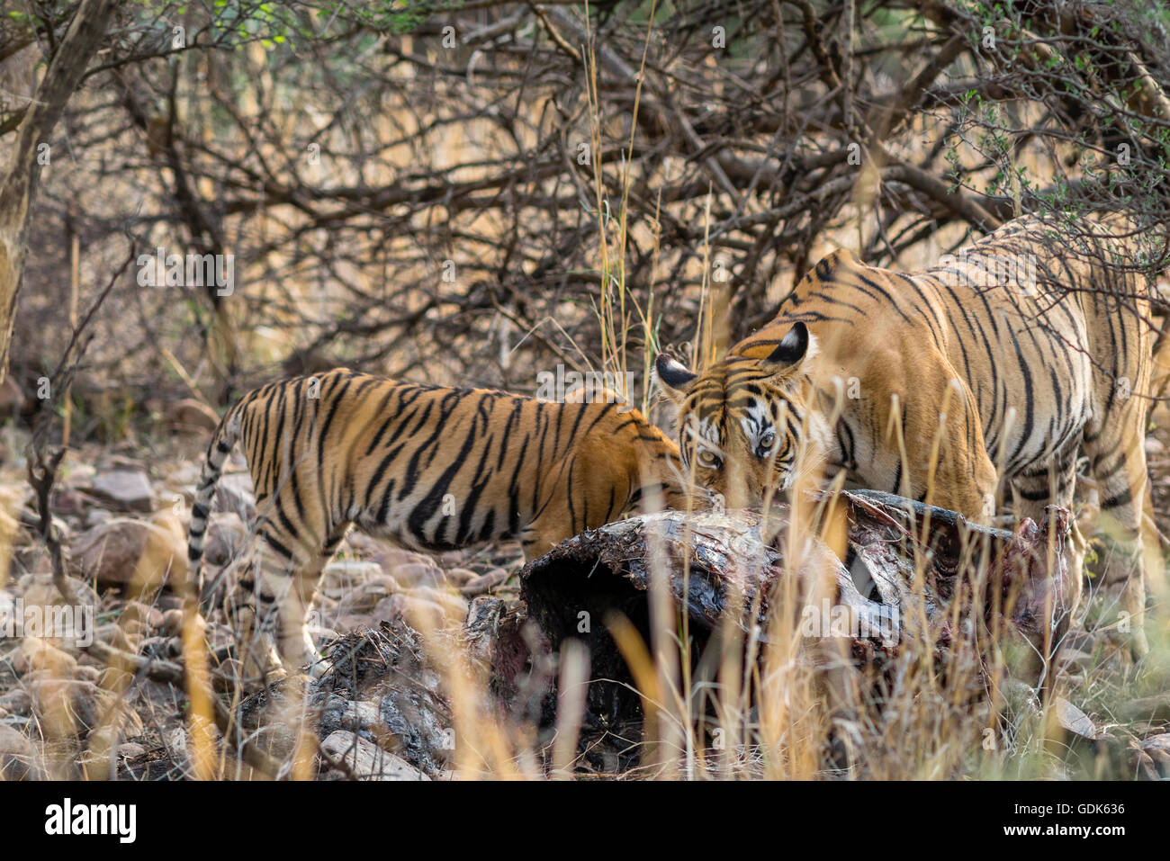 Tigre del Bengala famiglia mangiare un kill di Nilgai o blue bull antilope al Ranthambhore, India. ( Panthera Tigris ) Foto Stock