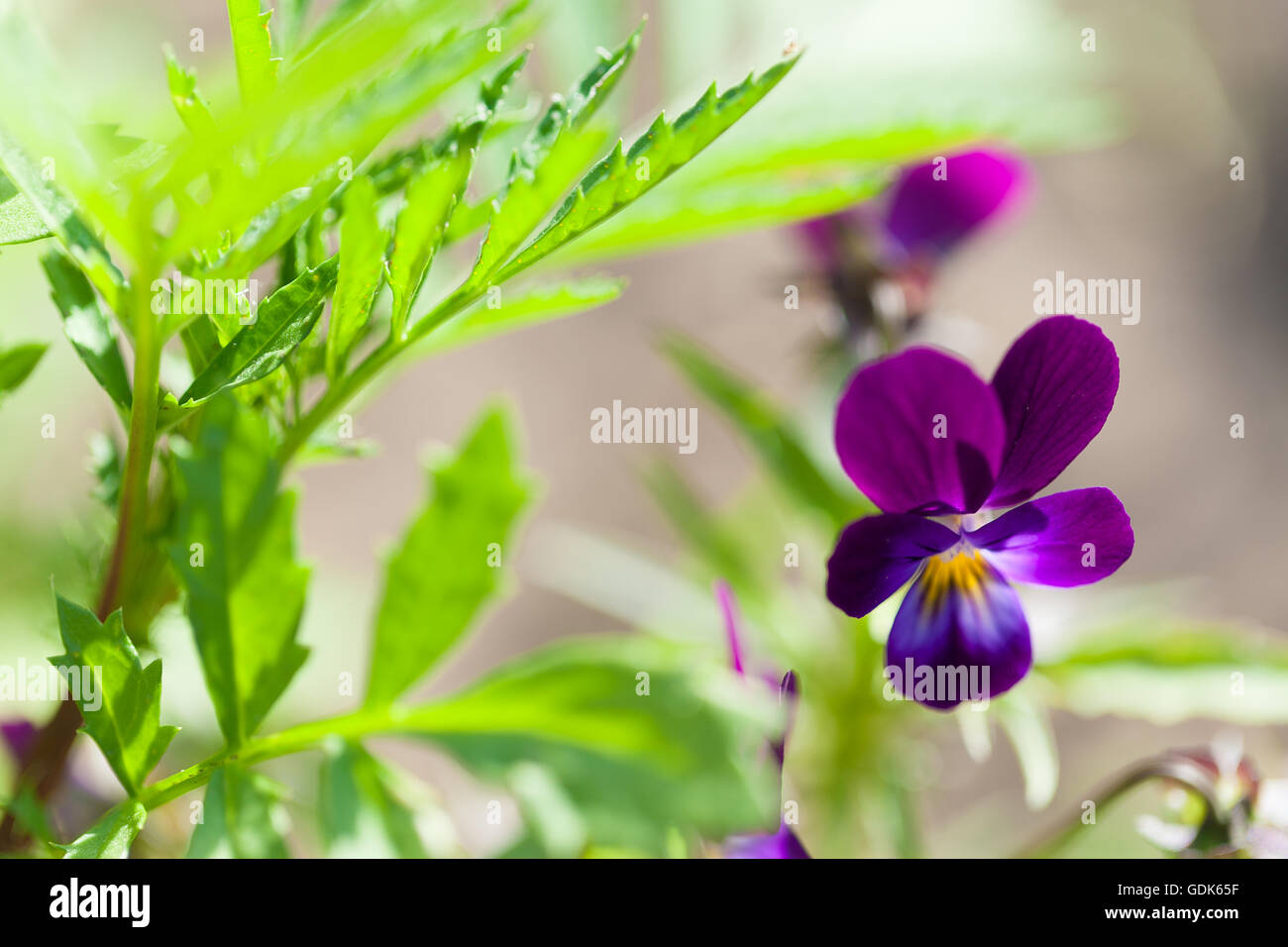 Viola pansy flower Foto Stock