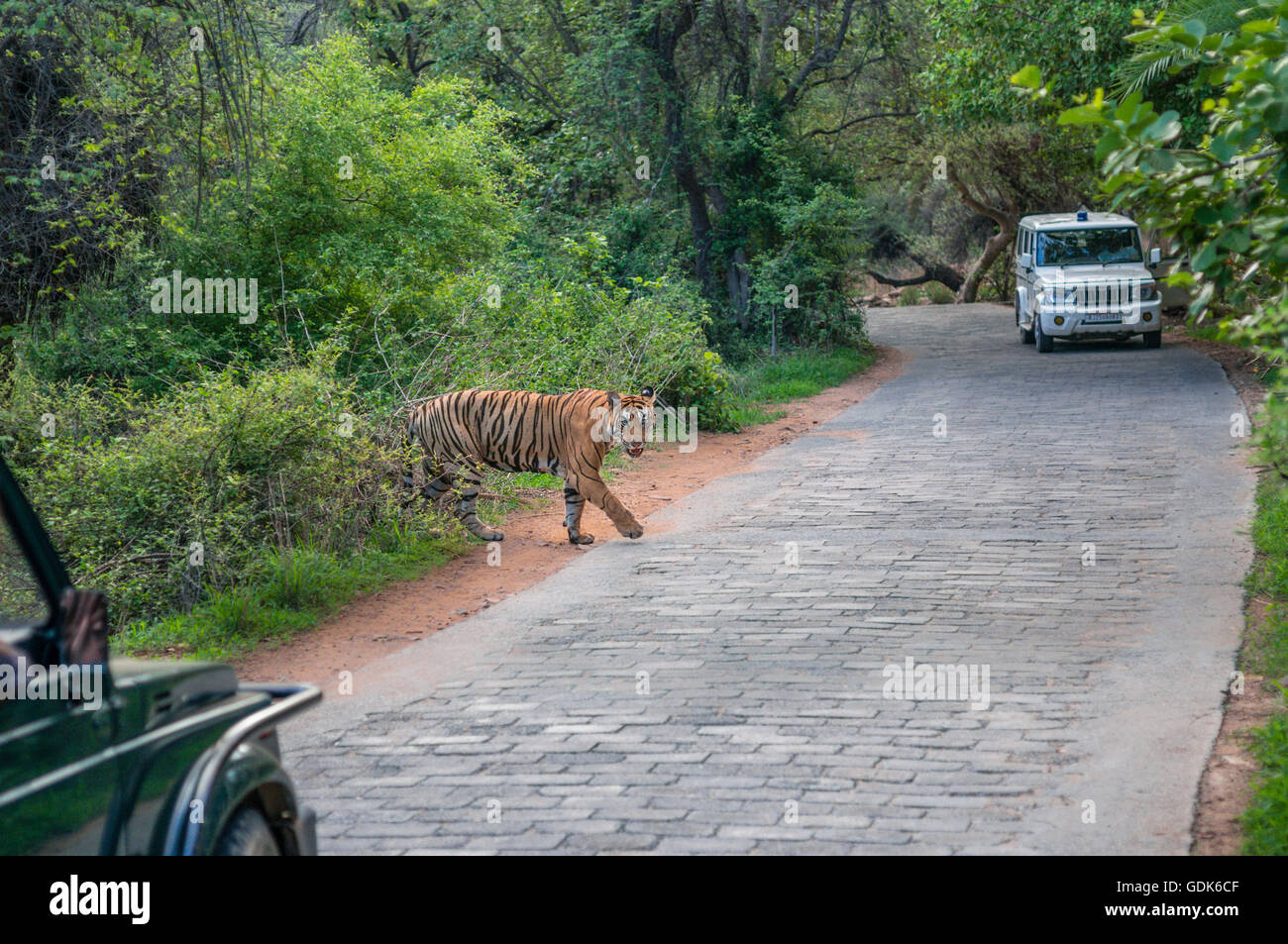 Wild tigre del Bengala in attraversamento del monsone e il dipartimento forestale veicolo in background mentre si esce dalla foresta Ranthambhore. Foto Stock