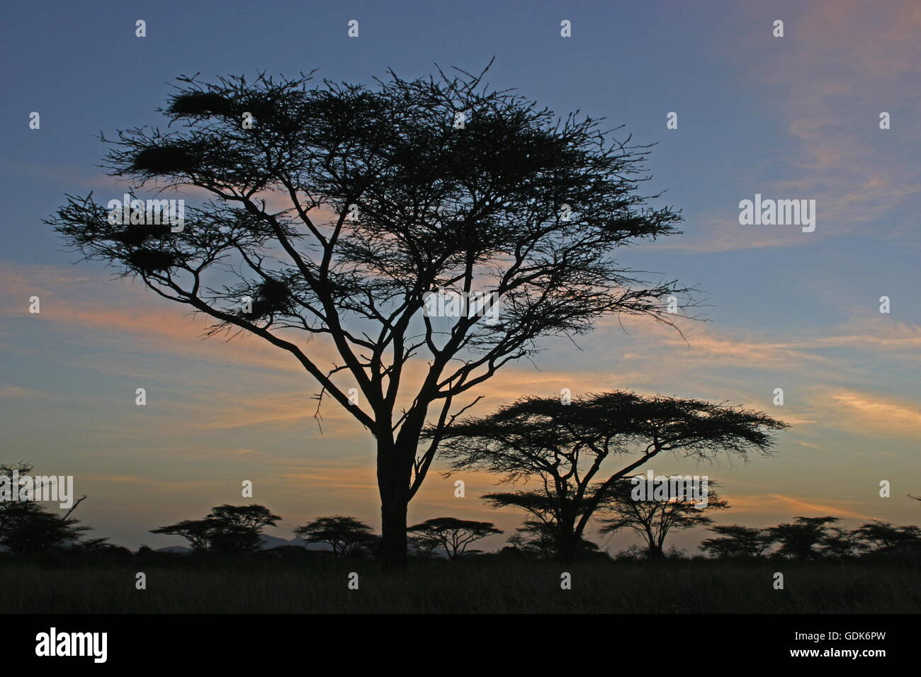 Geografia / viaggi, Kenya, paesaggi, paesaggio con Umbrella Thorn Acacia e di quelea, Samburu regione, Foto Stock