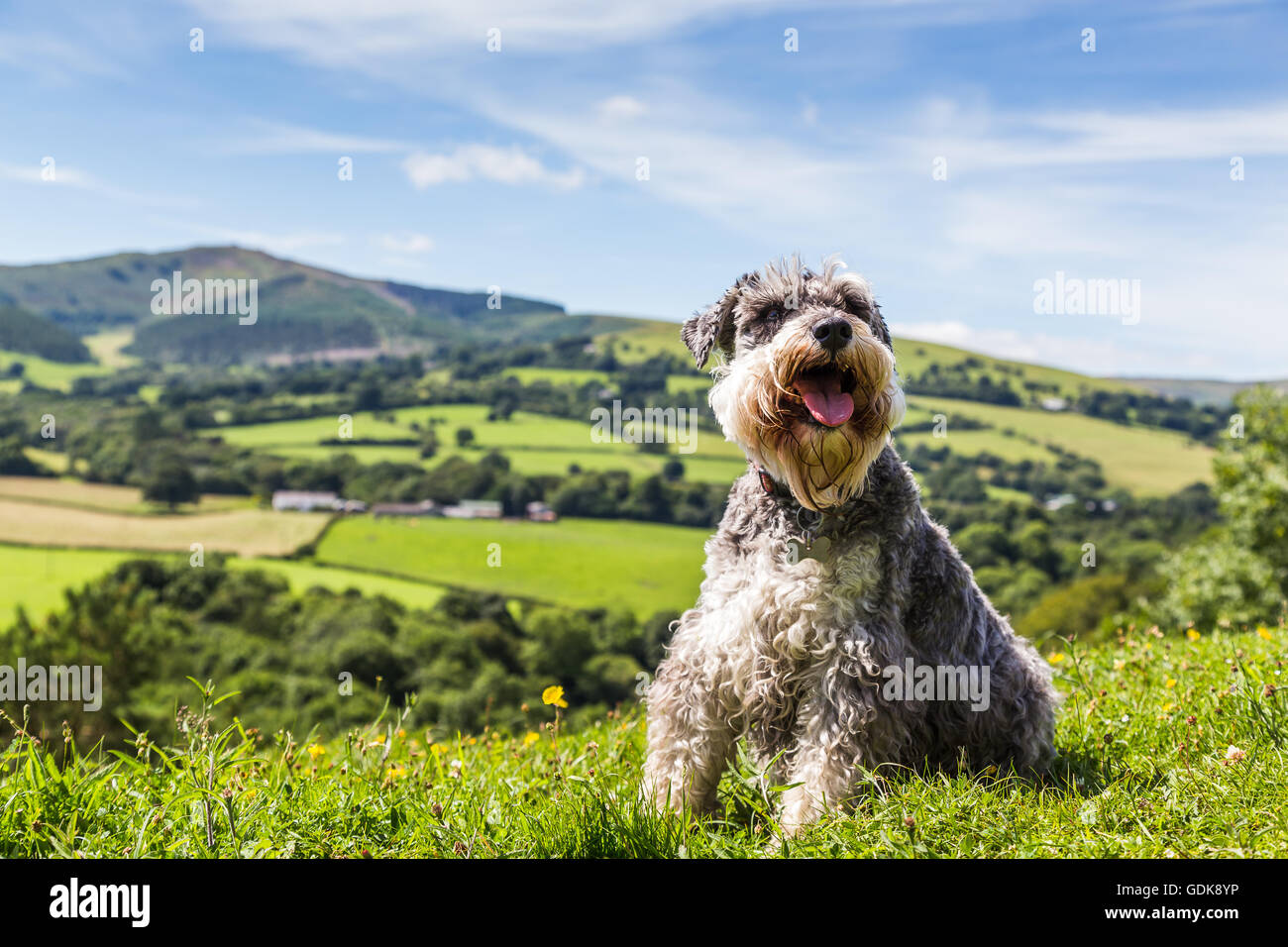 Miniatura Schnauzer cane raffigurata sul picco di ferri corti Country Park in Galles nella parte anteriore di una gloriosa cornice della campagna Foto Stock