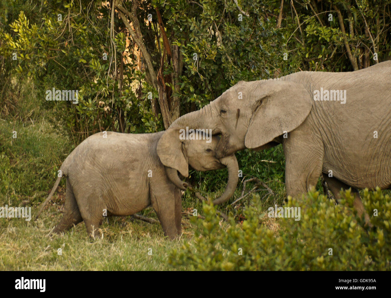 Giovani elefanti giocando, Ol Pejeta Conservancy, Kenya Foto Stock