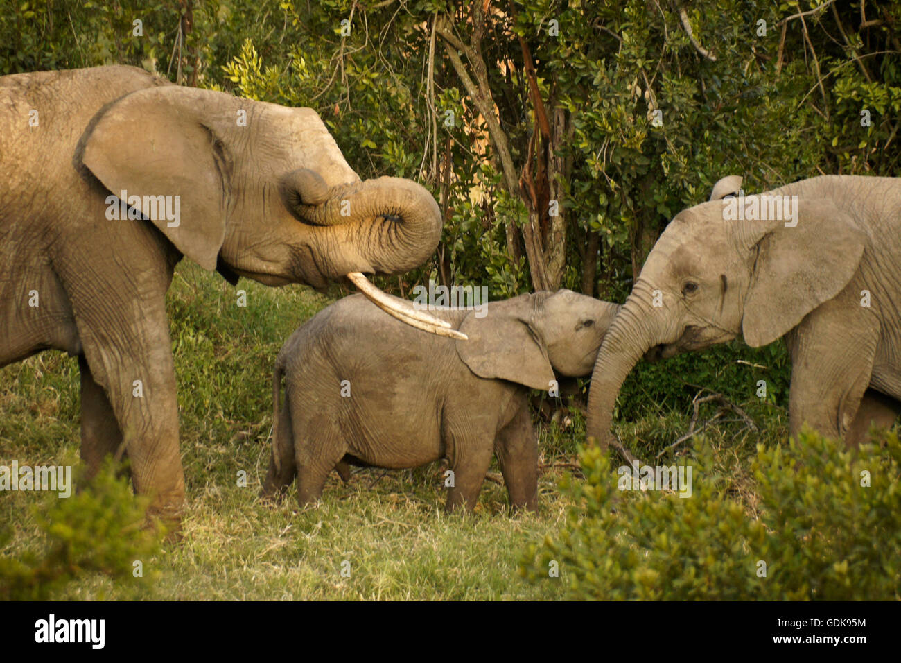 Sfregamento dell'elefante occhio con tronco, altri due giocando, Ol Pejeta Conservancy, Kenya Foto Stock