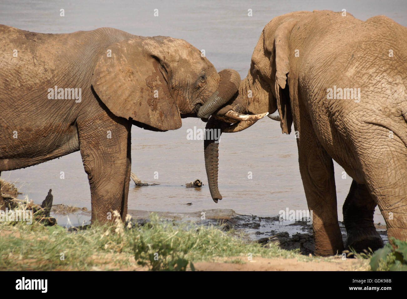 Giovani elefanti maschi giocando da Ewaso () Uaso Nyiro, Samburu Game Reserve, Kenya Foto Stock