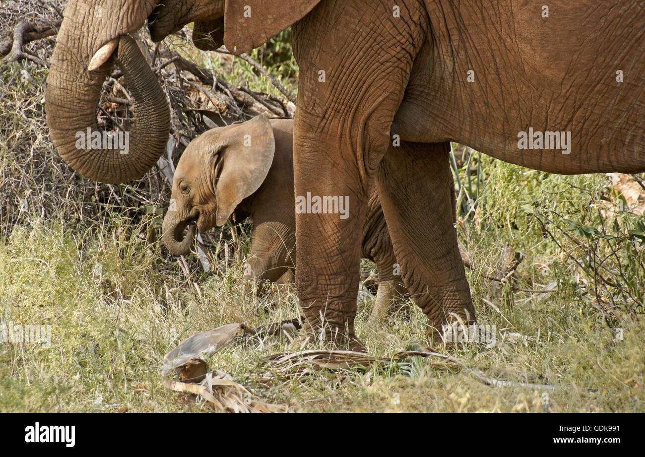 Elefante africano e vitello di mangiare in tandem, Samburu Game Reserve, Kenya Foto Stock