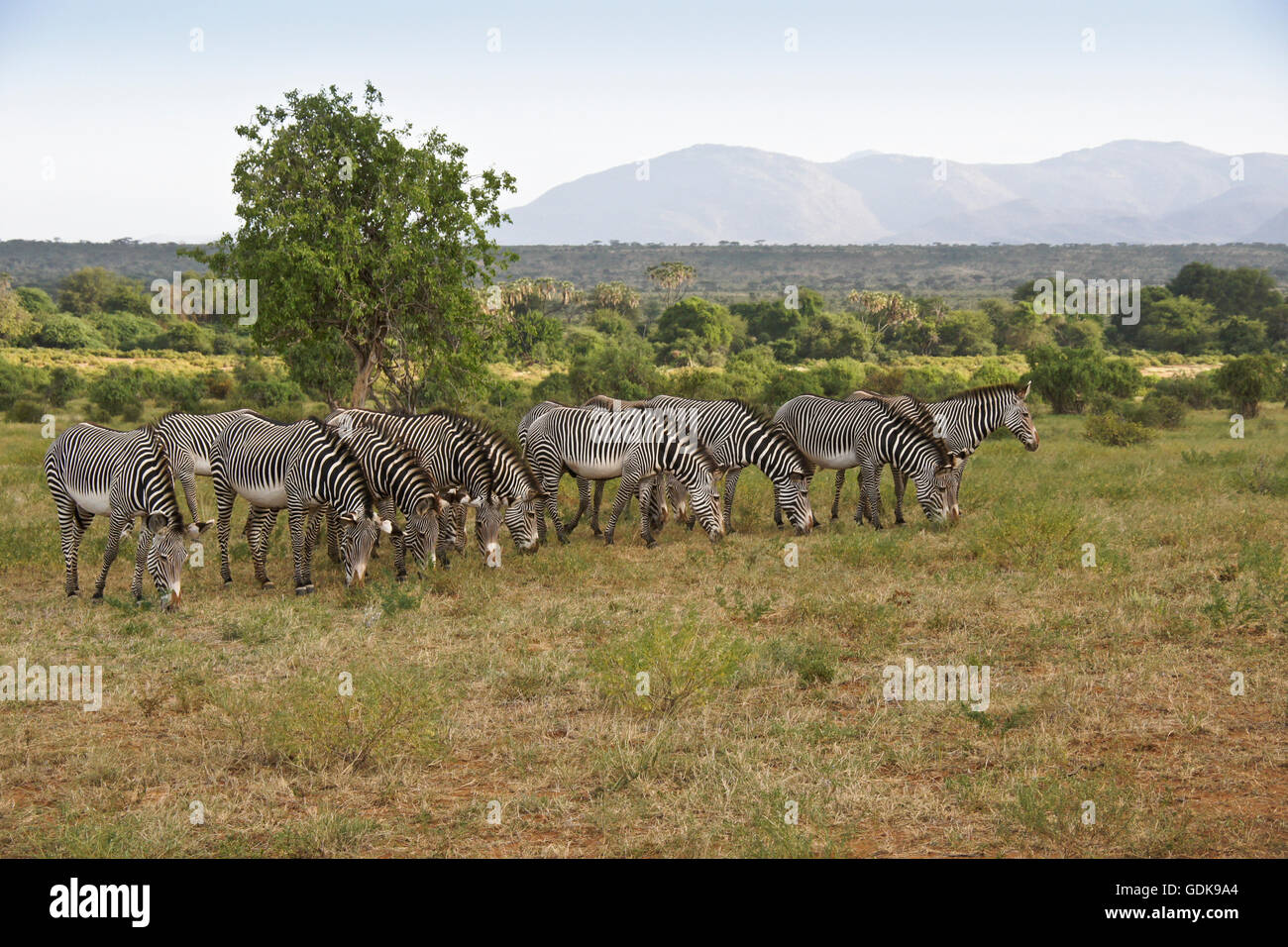 Di Grevy zebre al pascolo, Samburu Game Reserve, Kenya Foto Stock