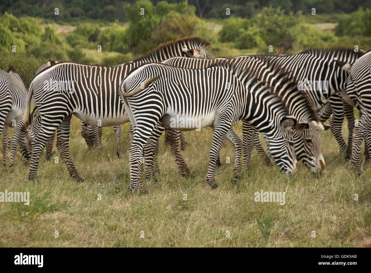 Di Grevy zebre al pascolo, Samburu Game Reserve, Kenya Foto Stock