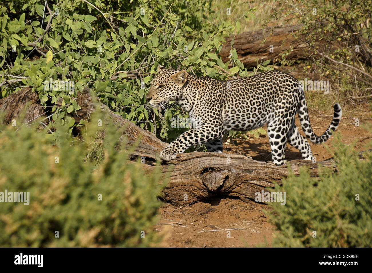 Leopard camminare su albero morto, Samburu Game Reserve, Kenya Foto Stock