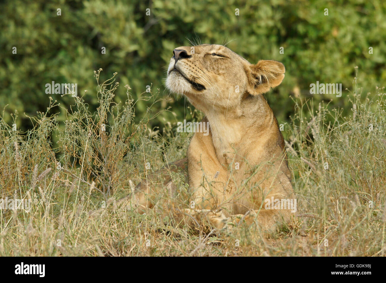 Leonessa sniffing l'aria, Samburu Game Reserve, Kenya Foto Stock