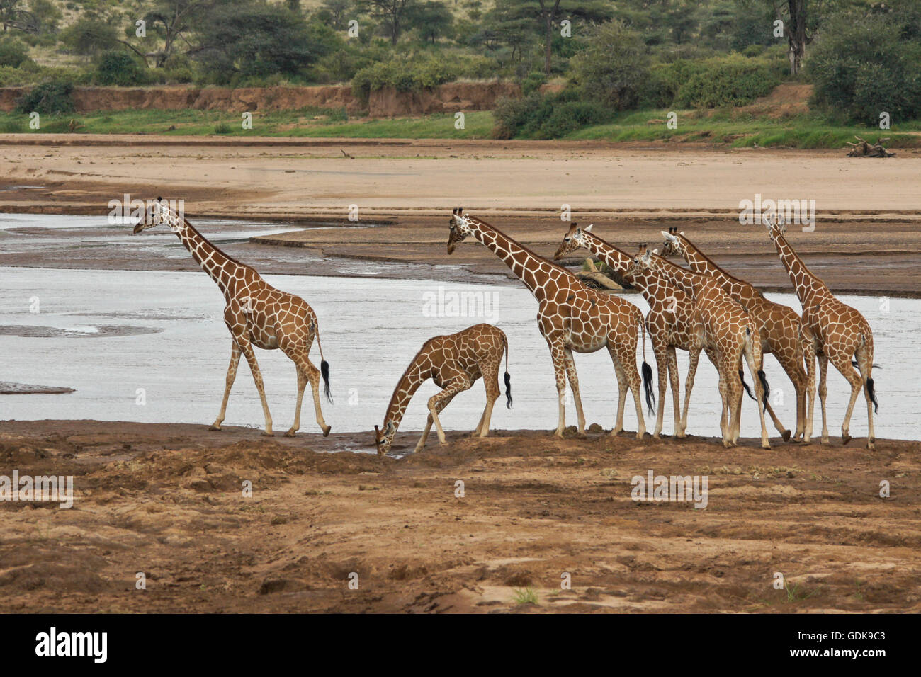 Le giraffe reticolate a Ewaso () Uaso Nyiro, Samburu Game Reserve, Kenya Foto Stock